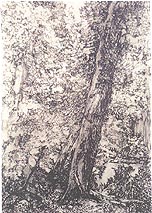 Forest Series #6